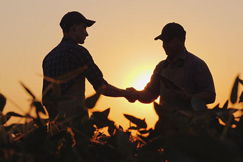 Deux hommes se serrent la main dans un champ au lever du soleil.