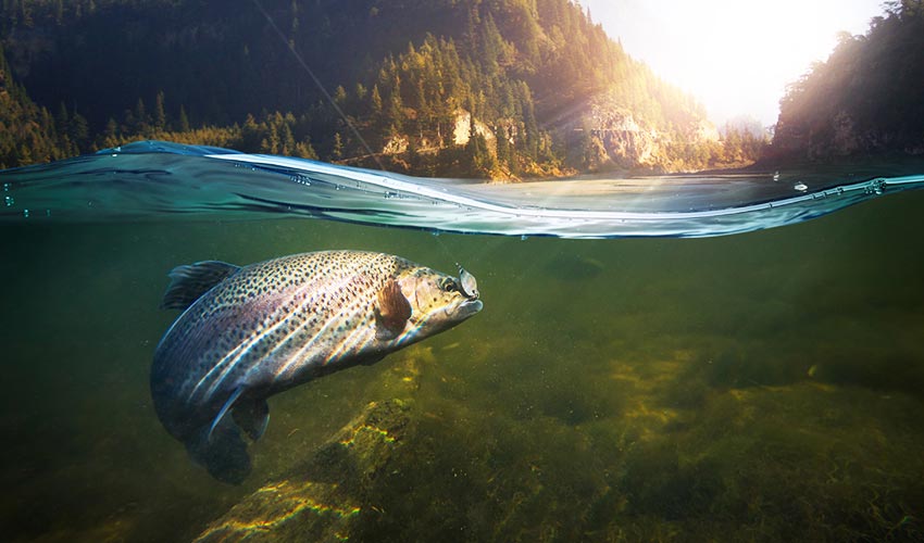 Un saumon qui mord à l’hameçon dans une rivière.