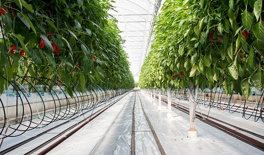 Peppers growing in a greenhouse.