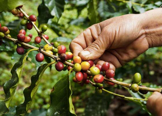 Hands picking coffee beans from a coffee bean plant.