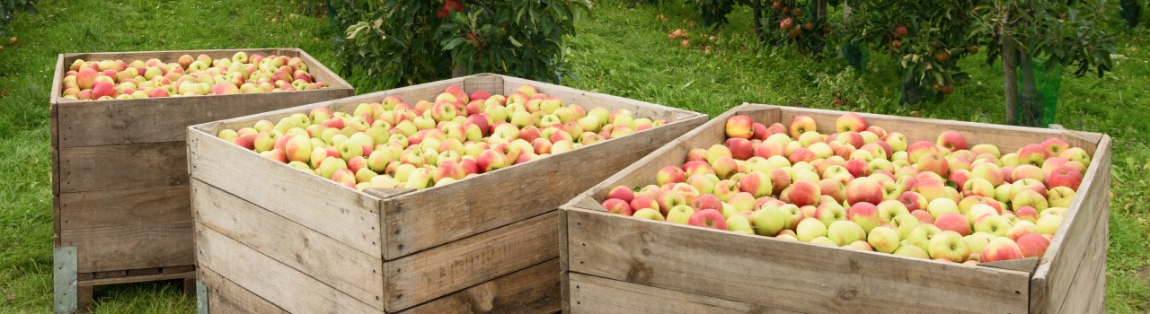 An image of large boxes filled with apples placed in a garden