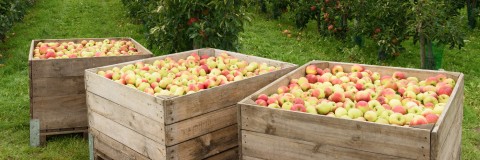 An image of large boxes filled with apples placed in a garden