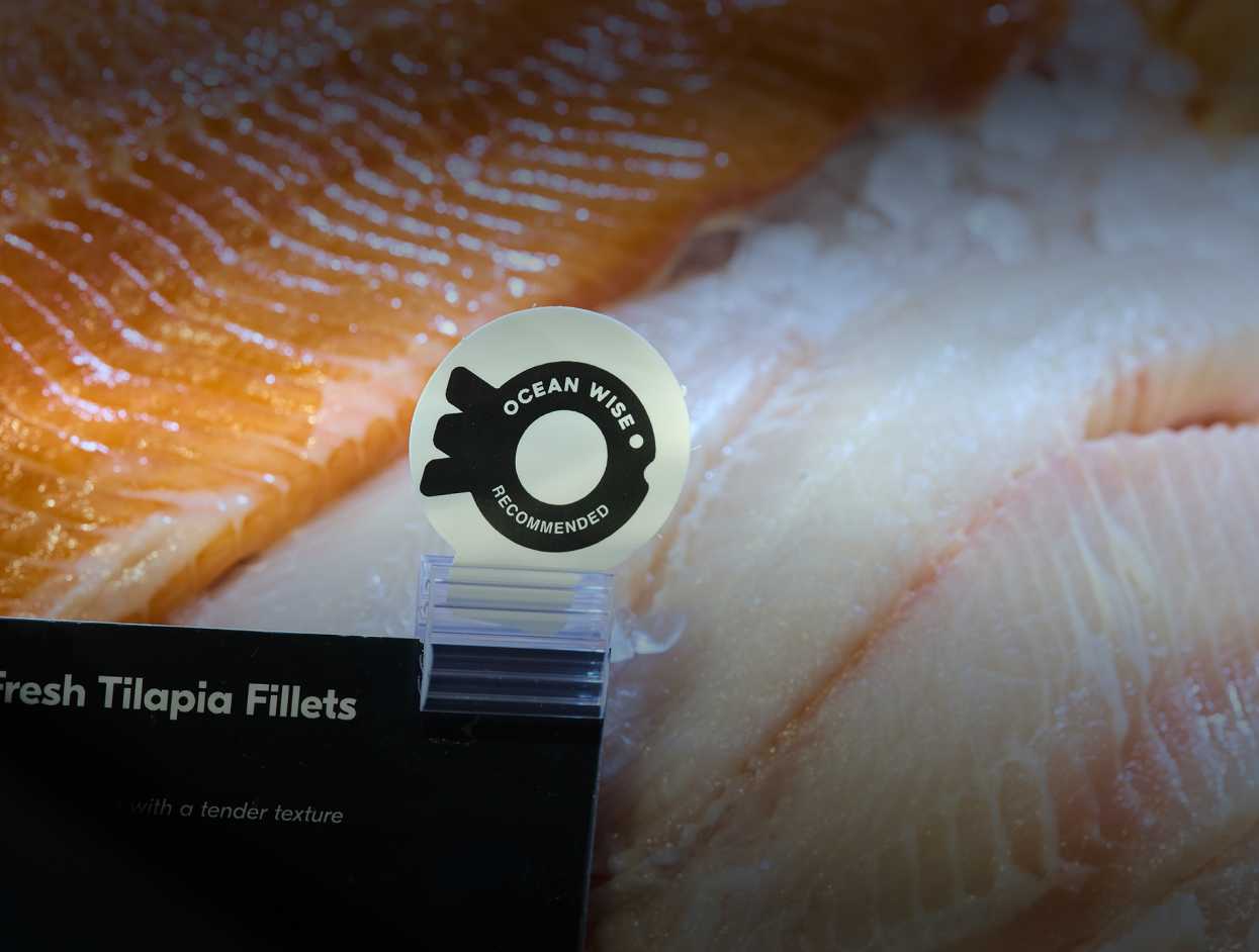 An image showing fresh Seafood tilapia fillets pieces