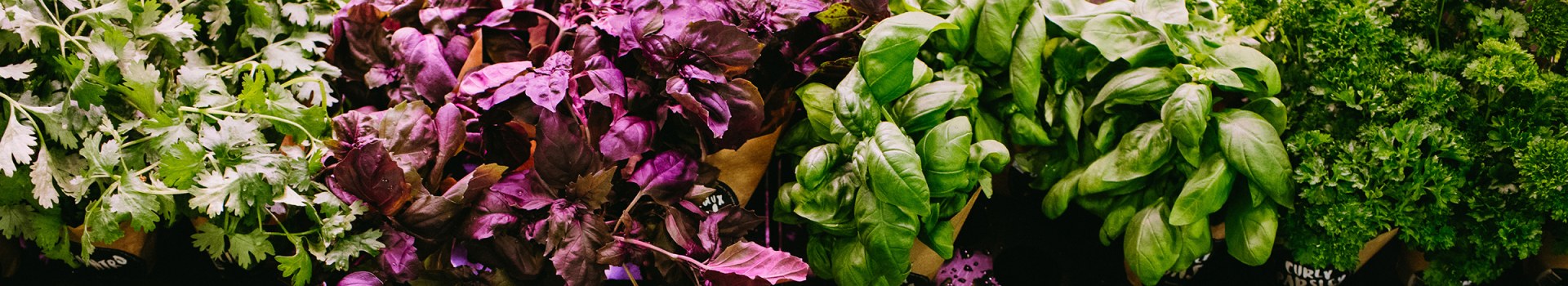 A picture of basil & parley green and purple leaves