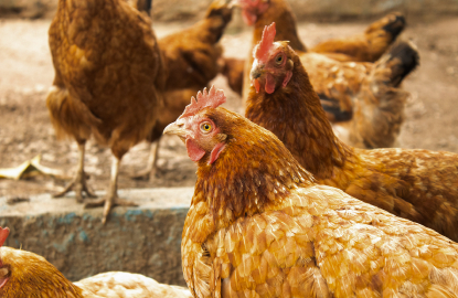 A group of brown chickens standing together outdoors.