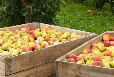 This banner image shows apples in two boxes on the floor.