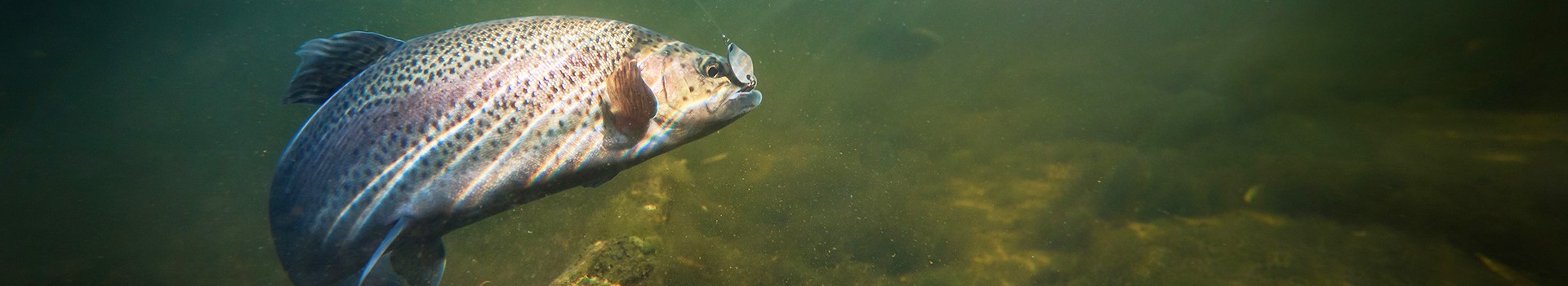 A picture of a fish underwater.