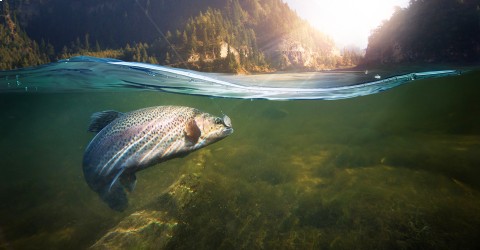 A picture of a fish underwater.