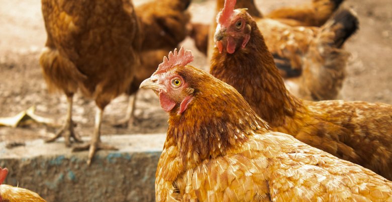 A group of brown chickens standing together outdoors.