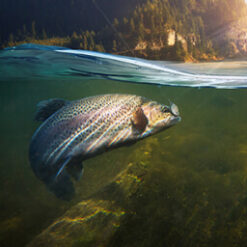 A picture of a fish underwater.