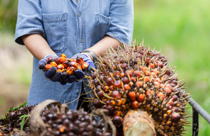 Sustainable palm oil