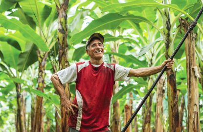 A man in a red and white shirt stands amid tall banana plants, smiling while holding a long pole.